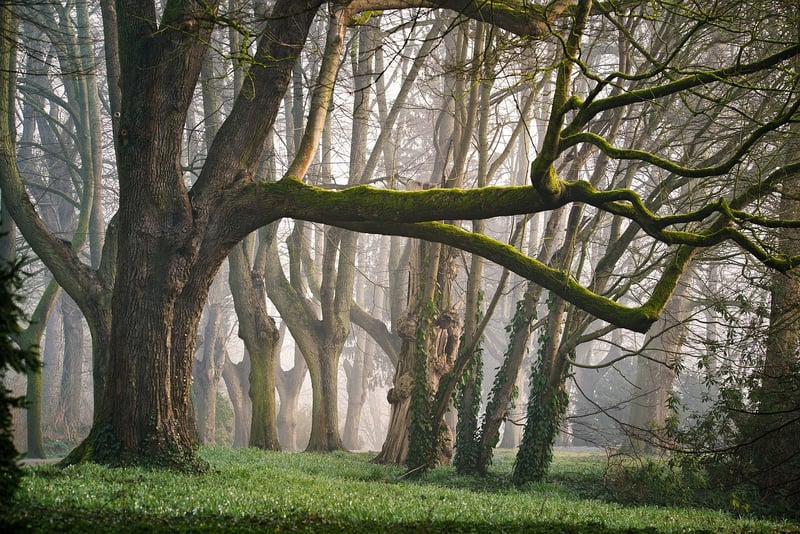 Fairy-like Veil